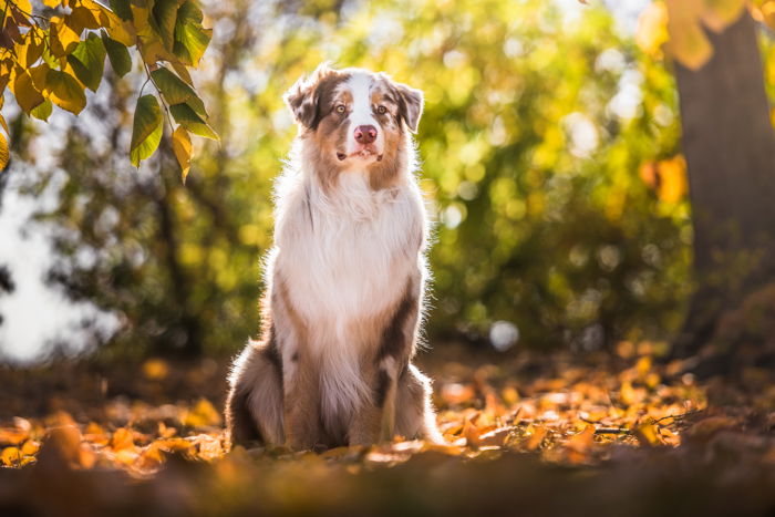 photo of a dog sitting in a park in the sunset