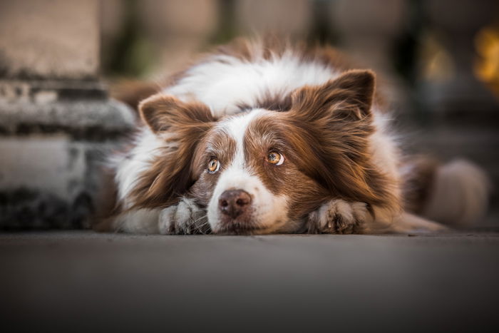 photo of a cute dog lying on the ground looking up