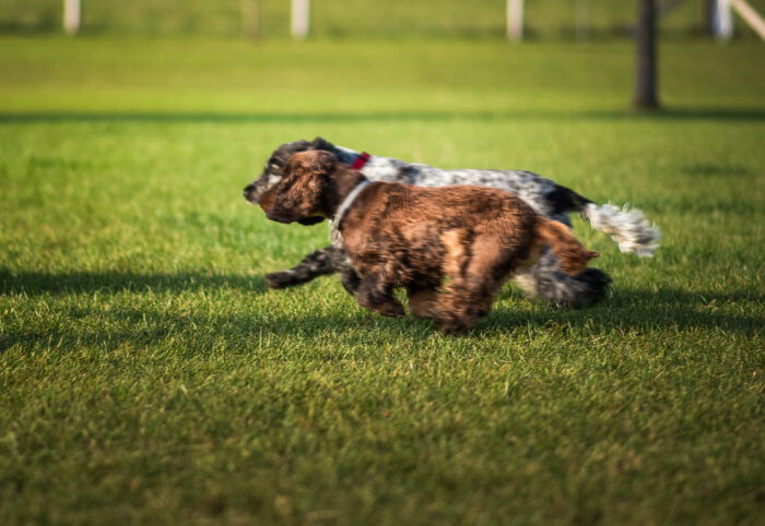 action shot of two dogs running in the park