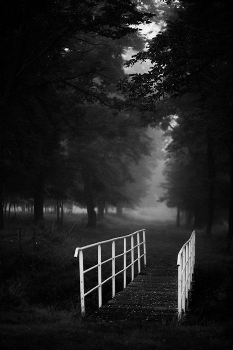 black and white photo of a forest