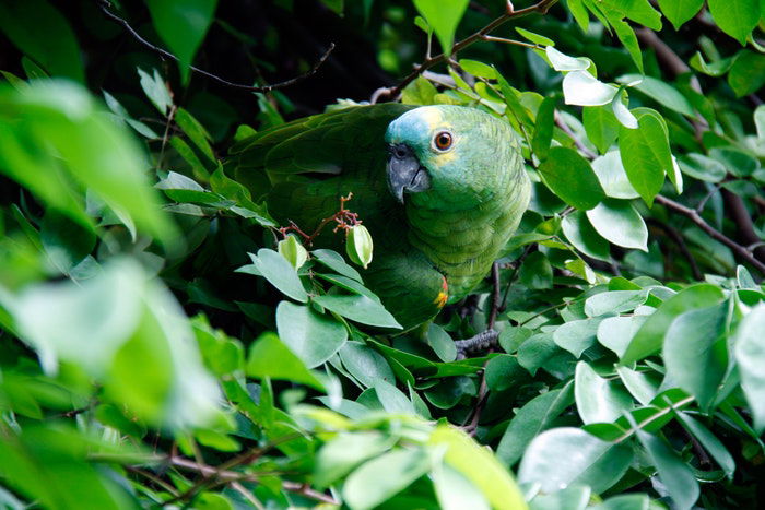 A green parrot camouflaged in leafs