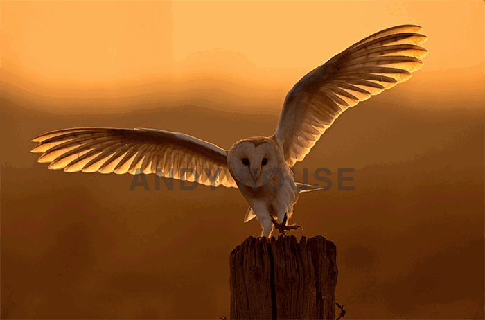 Stunning owl photo by Andy Rouse