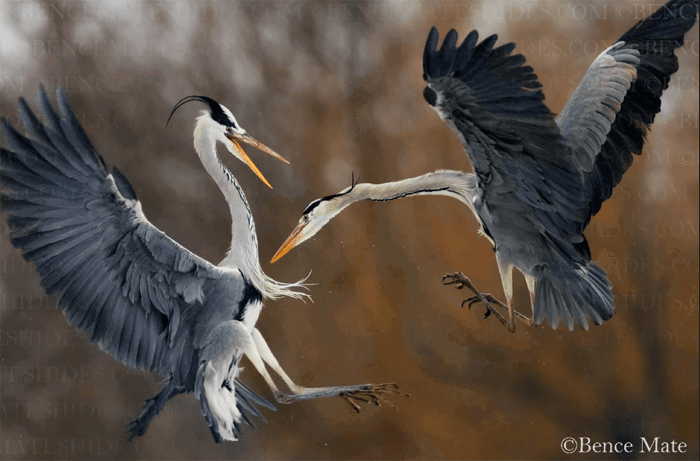 Two herons playing mid flight