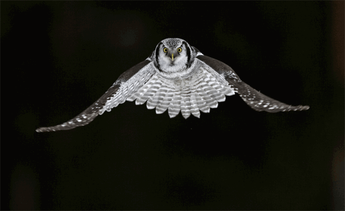 An owl in flight