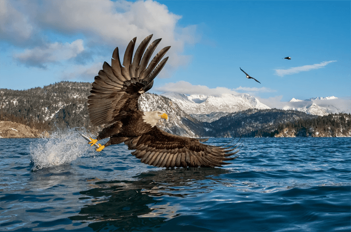 Bald eagle photography by a lake