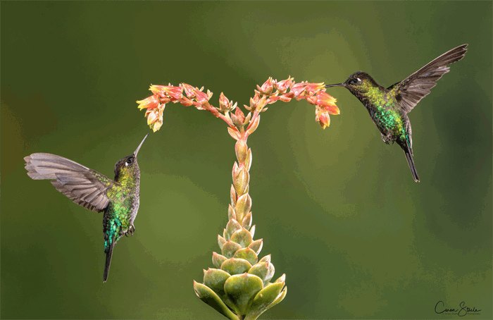 Photo of two hummingbirds by a flower