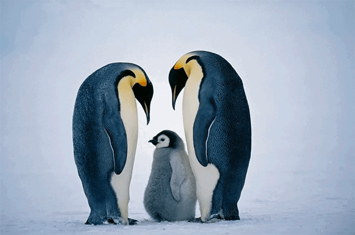 Three penguins