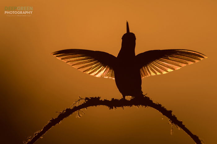 Silhouette bird photo