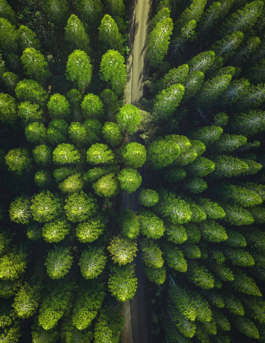 Forest scene shot from a birds eye view perspective