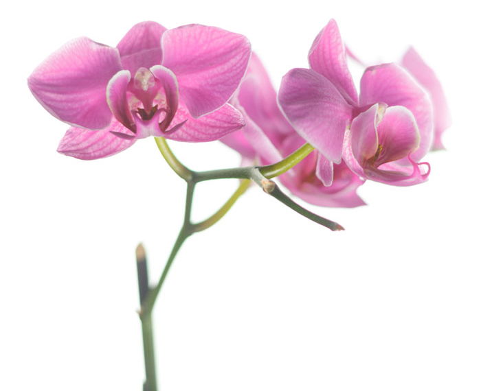 A close up of pink flowers