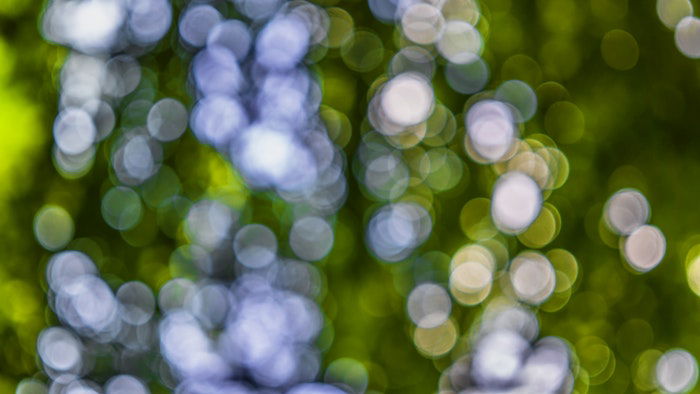 Impressionist photo of leaves on a tree 