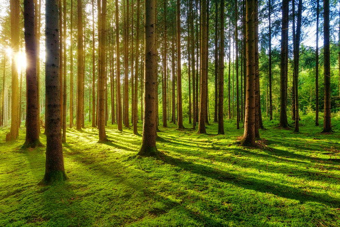 A forest scene with tall, skinny trees and dappled sunlight filtering through the canopy. 