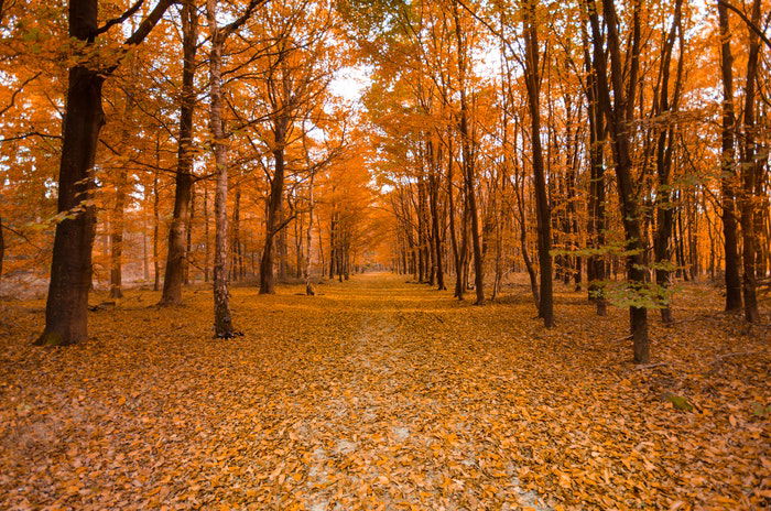 A forest covered in autumn leaves