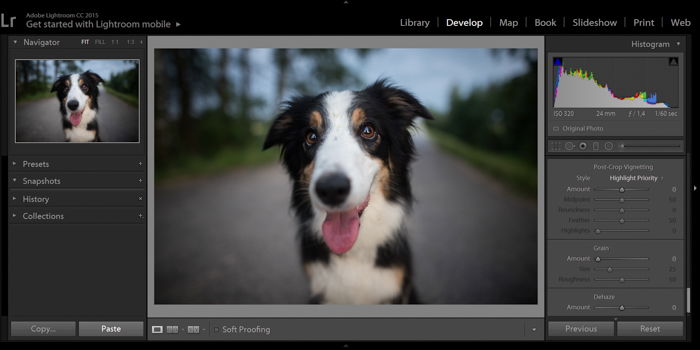 screenshot of editing a dog portrait in Lightroom