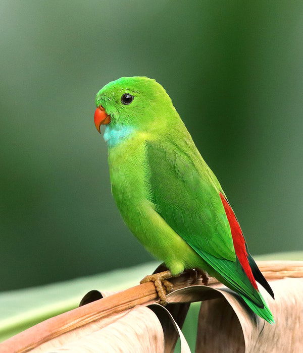 photo of a small green parrot in the zoo