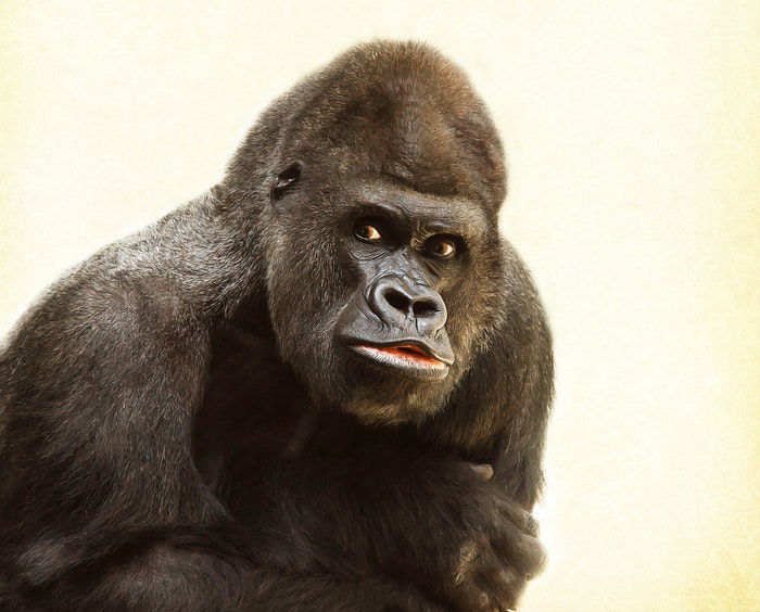  zoo photography portrait of a gorilla with white background