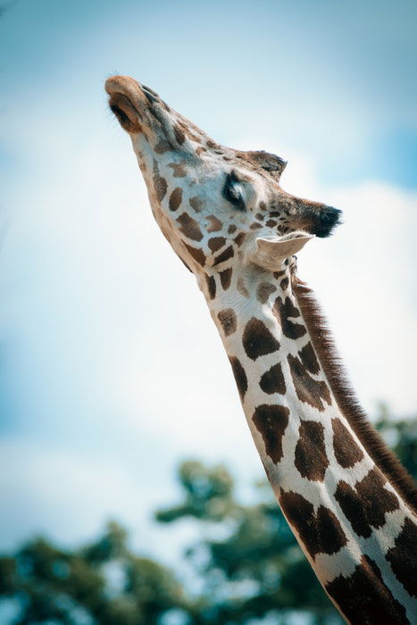 photo of a giraffe at a zoo