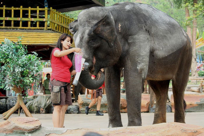 photo of a caretaker feeding an elephant at the zoo