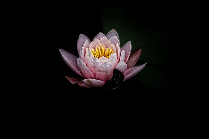 Fine art photo of a blossom