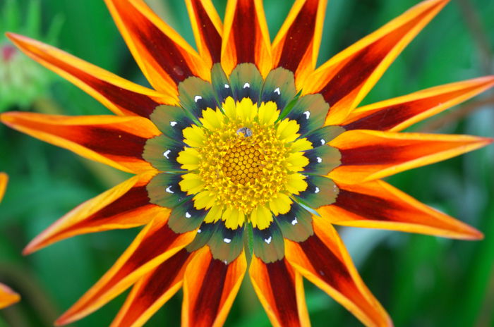 Macro photography of the center of a colorful flower. 