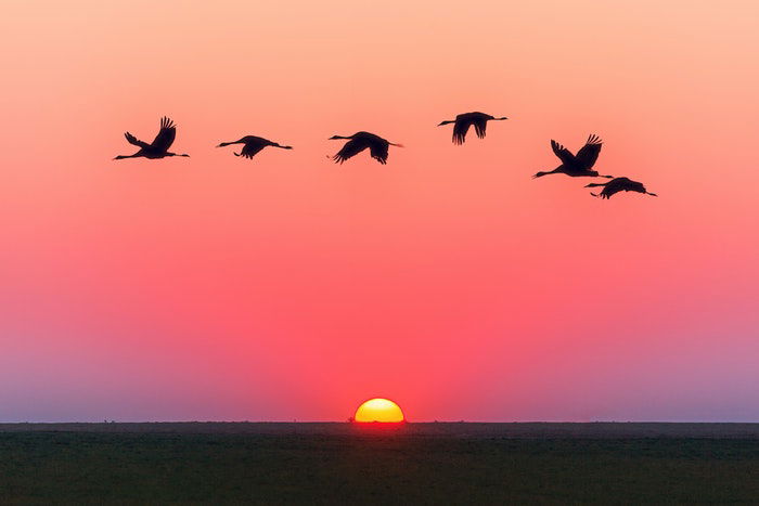 Birds flying across a sunset to illustrate landscape photography settings for wildlife