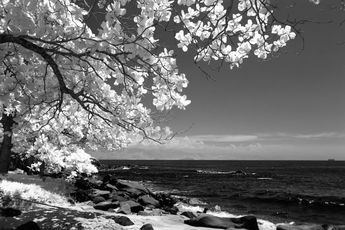 a black and white shot of a tree against a shoreline made with an infrared lens filter