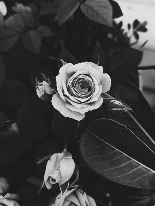 a black and white image of a rose