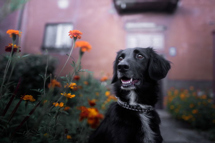 A black dog in front of a house