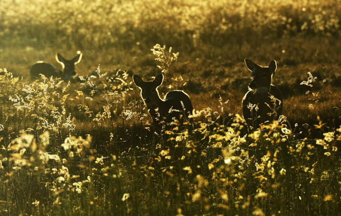 an image of three baby deer in a field