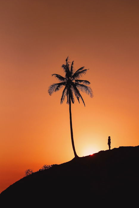 a silhouette image of a man looking up at a palm tree with setting sun backlighting