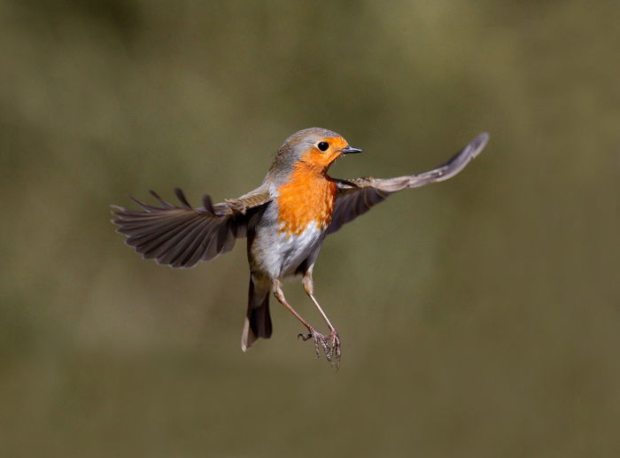 an image of a robin in flight