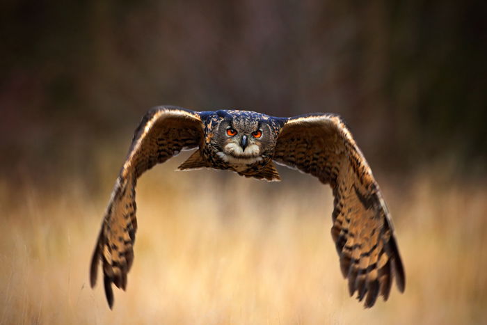 an image of an owl in flight at dusk