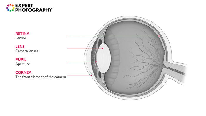 Infographic of a human eye diagram