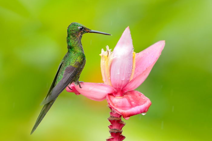 a photo of a green hummingbird perched on a pink flower