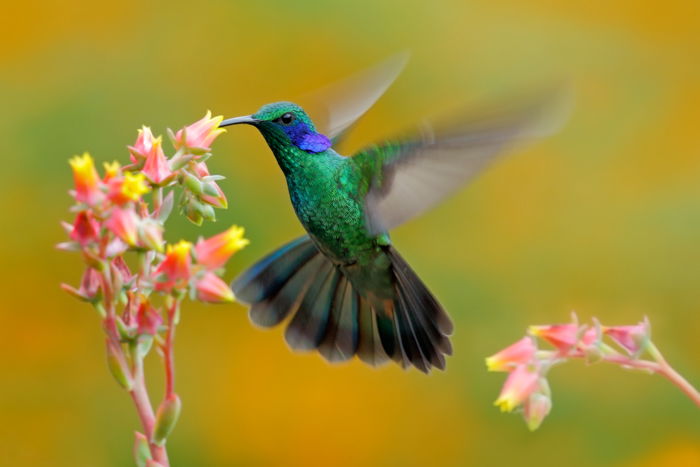 a photo of a green and blue hummingbird in flight feeding from a pink and yellow flower