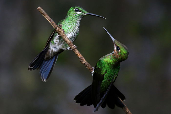 picture of hummingbirds facing each other perched on a small branch