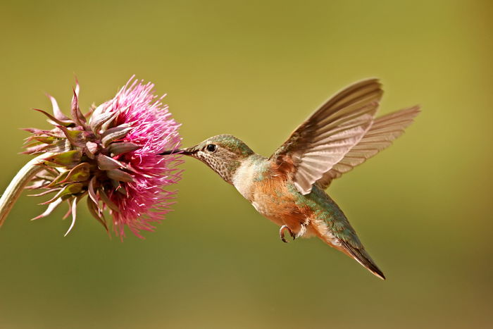 picture of hummingbird feeding from a pink flower