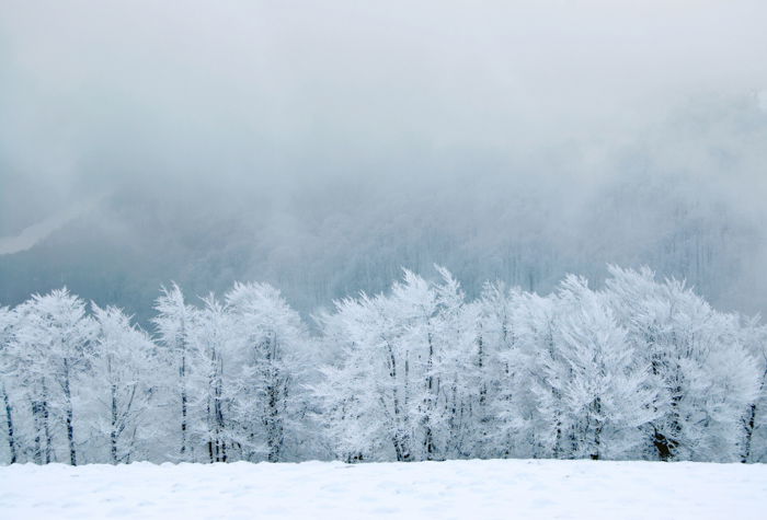 Snowy winter landscape