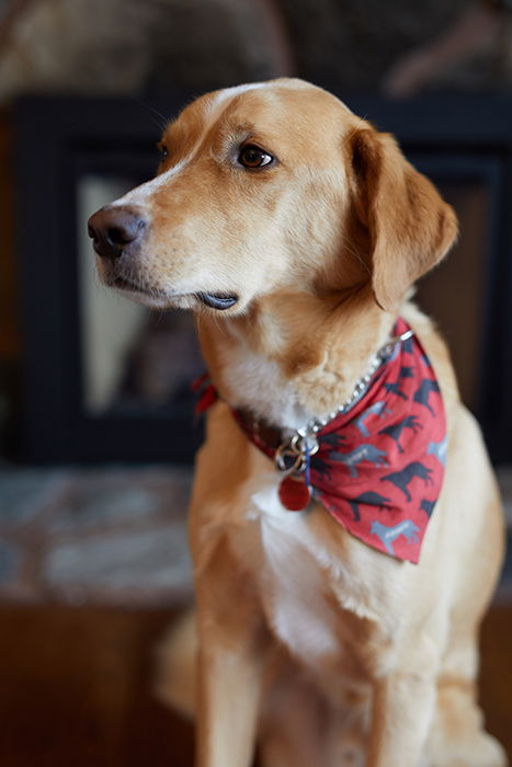 A cute dog photographed with a Sigma 50mm f 1.4 dg hsm art lens f/2