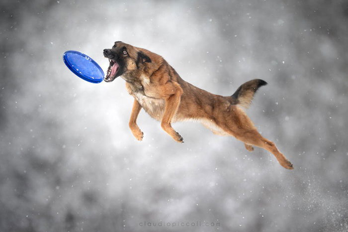 Photo of a dog catching a Frisbee