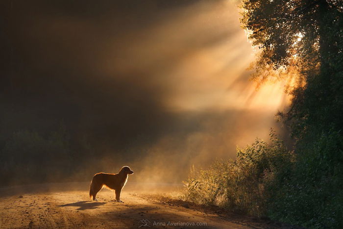 Pet photography of a dog outdoors