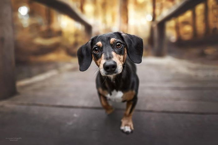 A cute dachshund puppy portrait