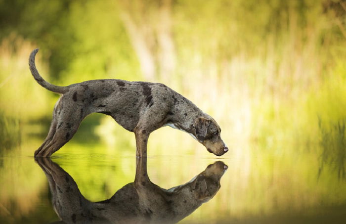 Cool pet photo of a dog mirrored in a lake