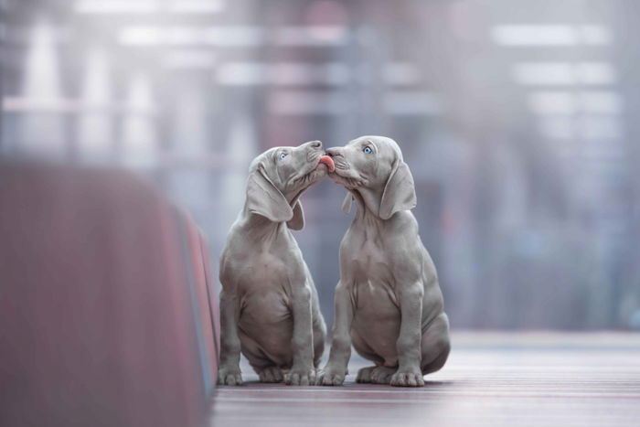 Sweet dog photography of two grey dogs licking each other 