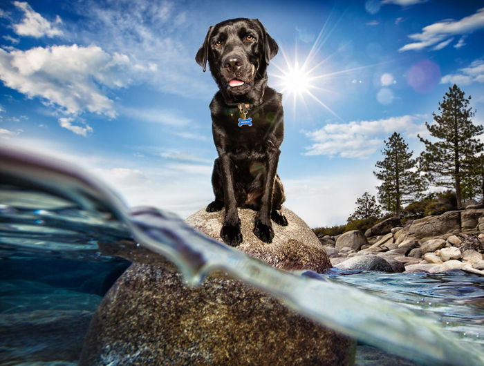 Photo of a dog on a rock