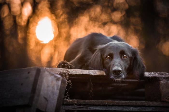 A cute black dog in sunset.