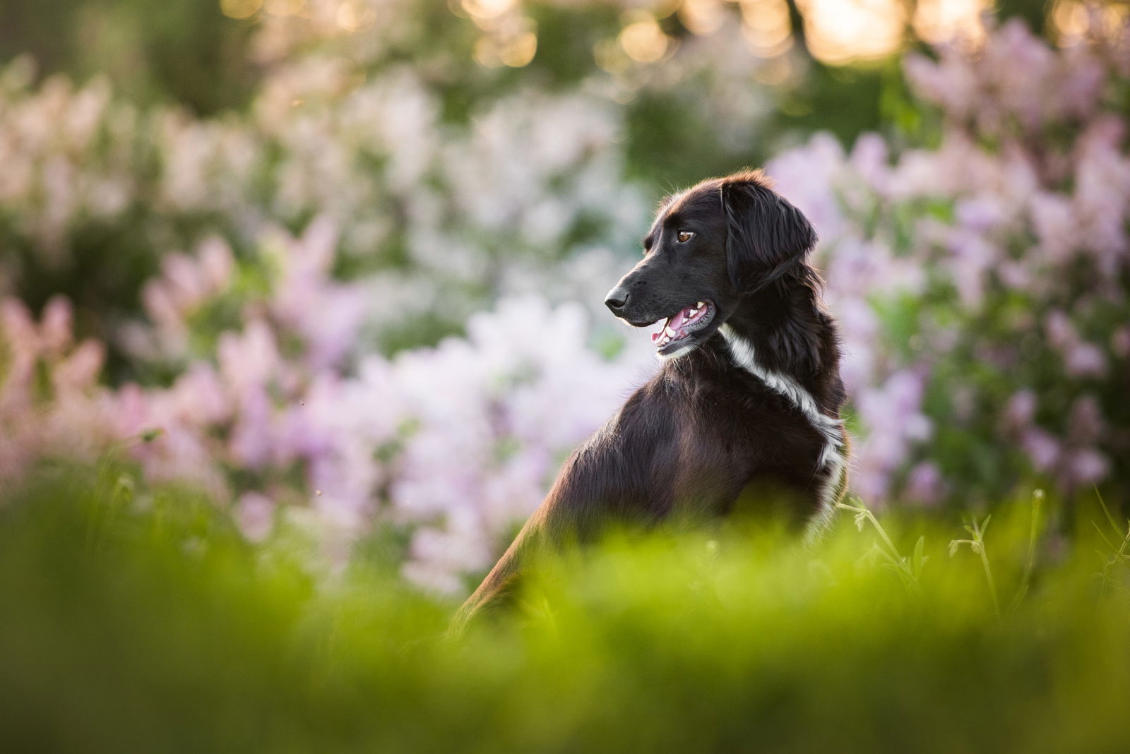 A cute black dog photographed in ambient light with strong bokeh.