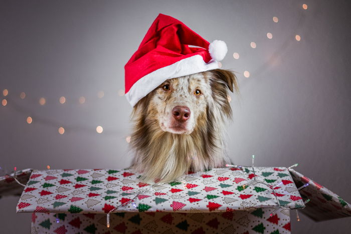 Christmas pet portrait of a cute dog in a santa hat