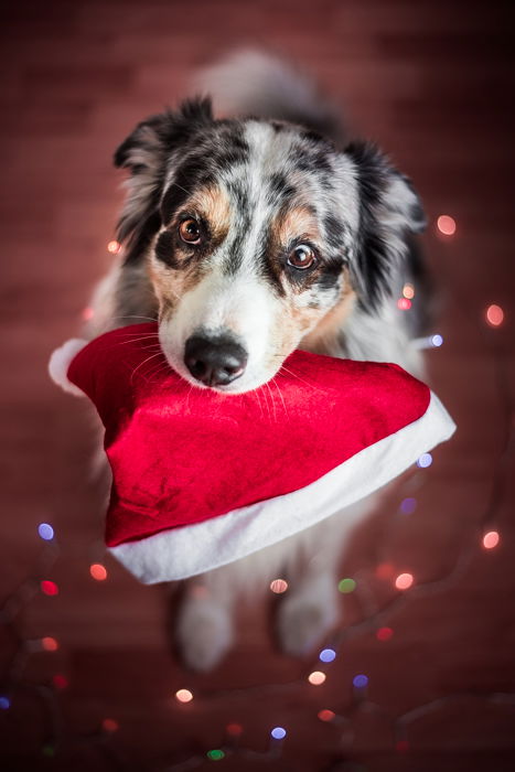 Christmas pet photo of a cute dog holding a santa hat in his mouth