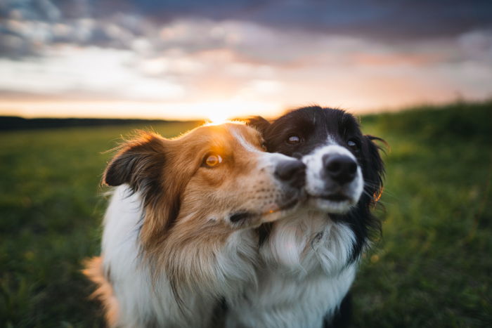 Two dogs in the countryside